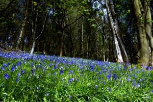 Hathersage woods go blue